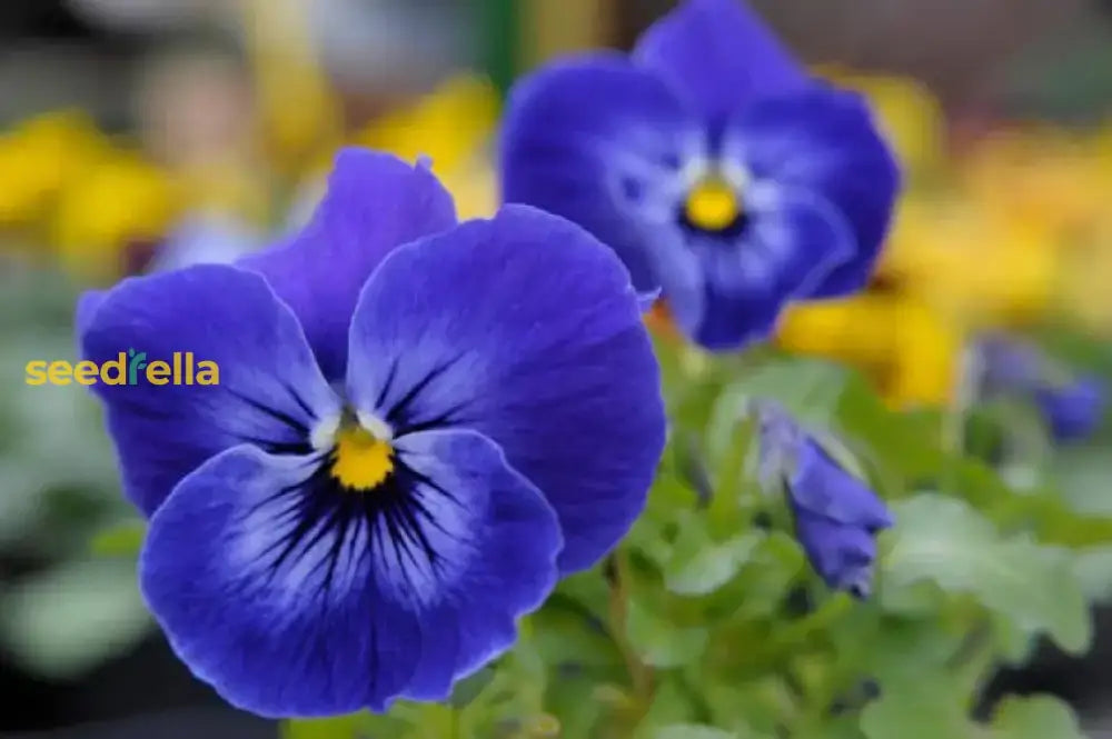 Blue Crystal Flower Seeds - Perfect For Planting