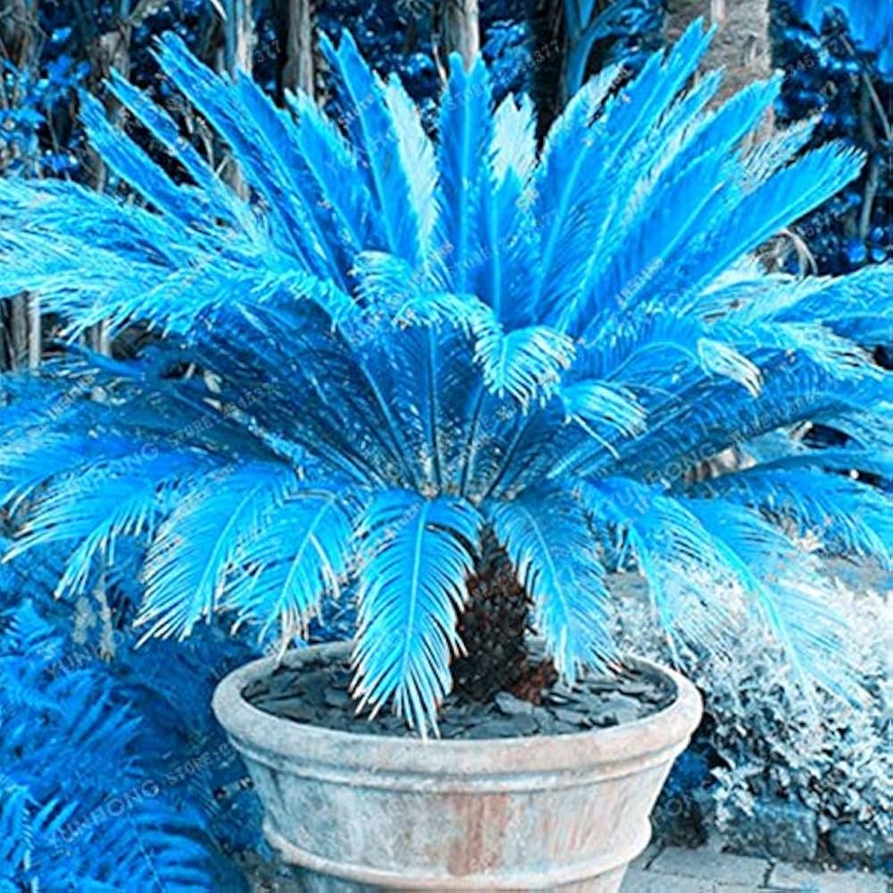 Blue Cycas seeds for planting tropical landscape plants
