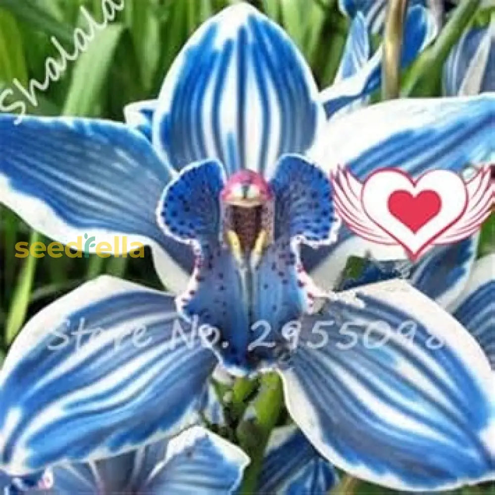 Blue Cymbidium Flower Seeds For Planting