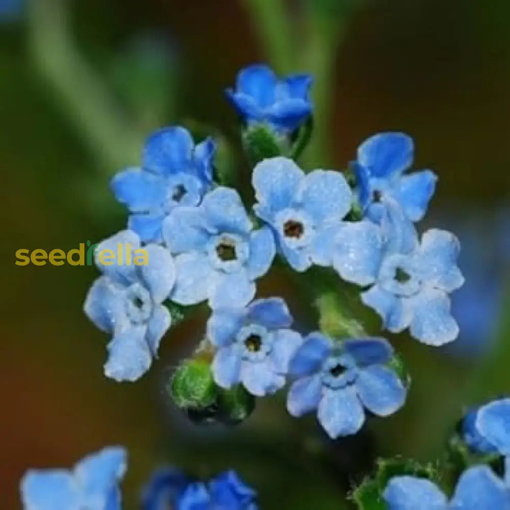 Blue Cynoglossum Amabile Seeds - Ideal For Planting Flower