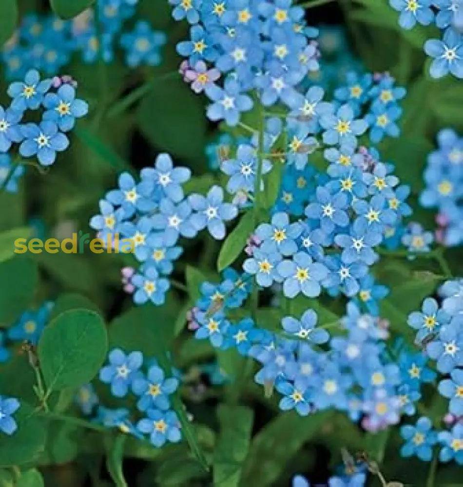 Blue Cynoglossum Amabile Seeds - Ideal For Planting Flower