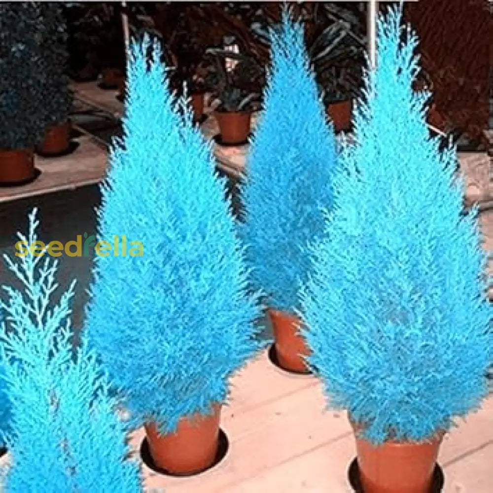 Blue Cypress Tree Seeds For Planting - Premium Quality Plant Seeds