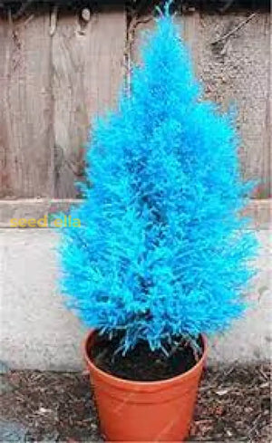 Buy Blue Cypress Tree Seeds for Planting - Premium Quality