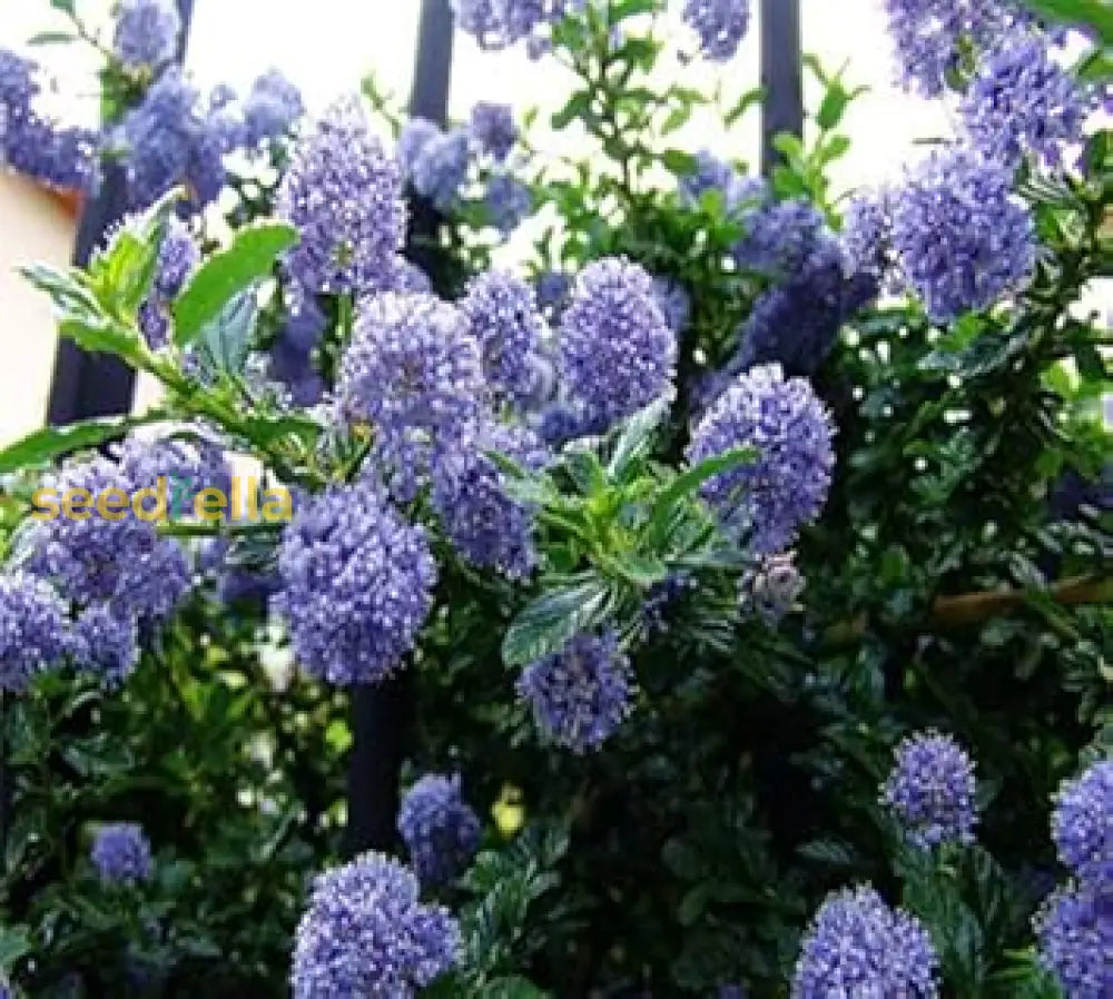 Blue Deerbrush Ceanothus Seeds For Planting | Tree Plant Flower