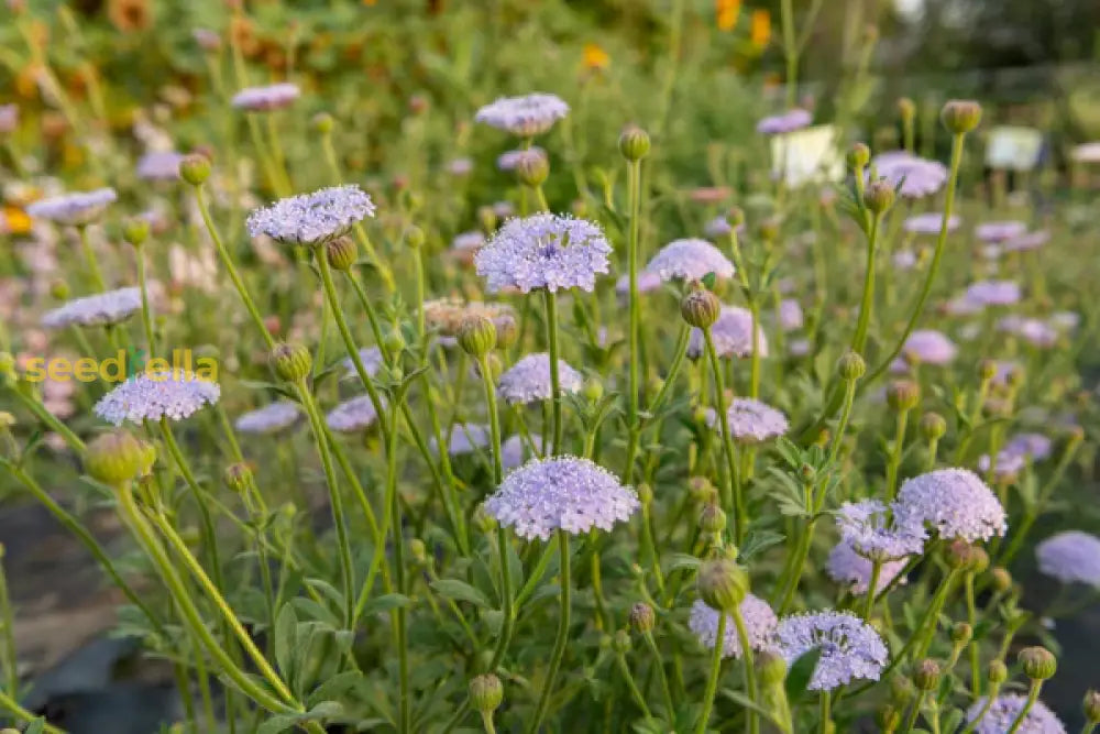 Blue Didiscus Plant Seeds - Perfect For Planting Flower