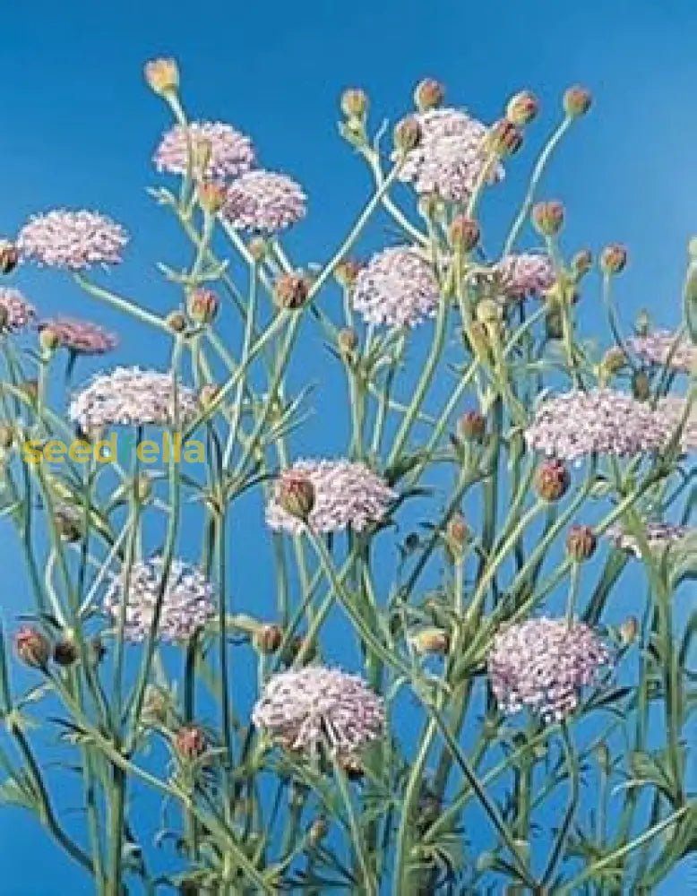 Blue Didiscus Plant Seeds - Perfect For Planting Flower