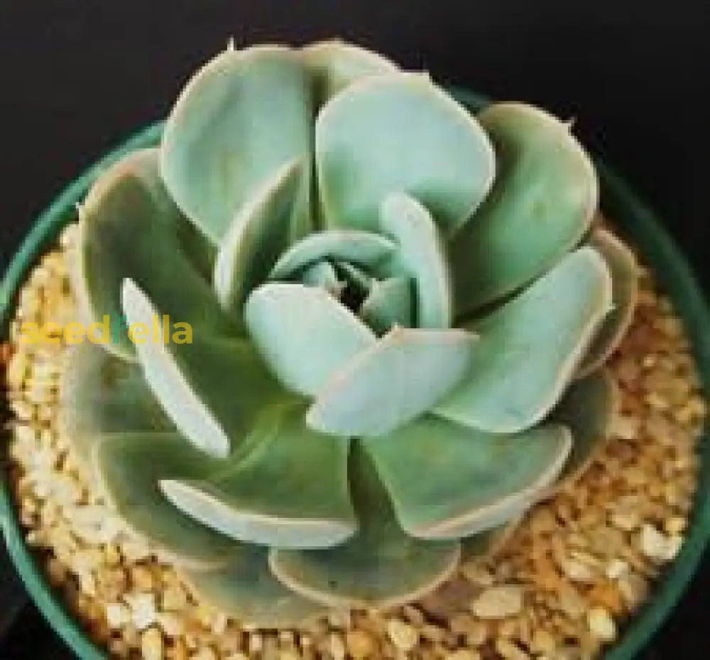 Blue Echeveria Derenbergii seeds for planting in succulent gardens