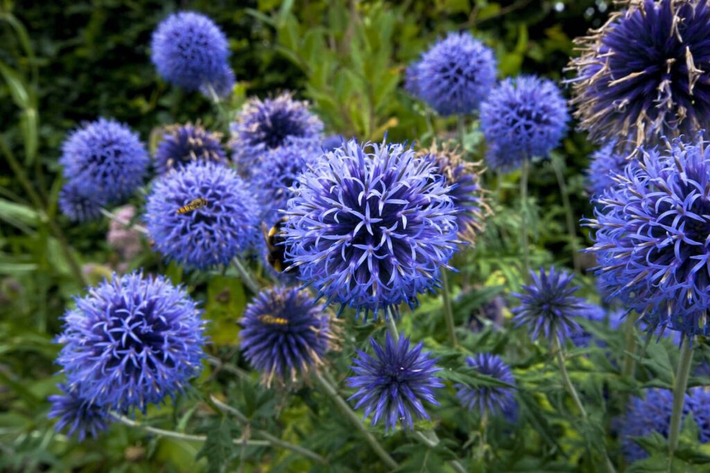 Echinops Flower seeds for Planting Premium Quality Heirloom & GMO Free Seeds for Home Garden 
 
 Sale for planting in home garden