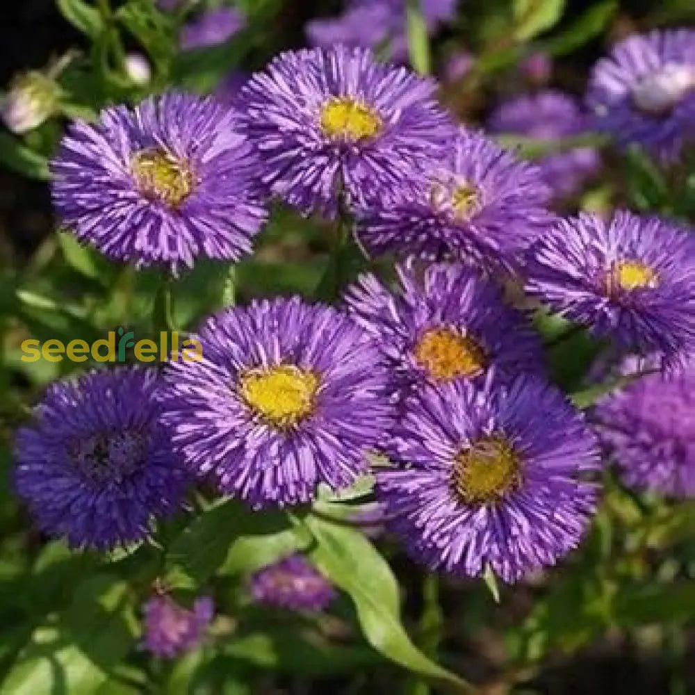 Blue Erigeron Flower Seeds For Easy Planting