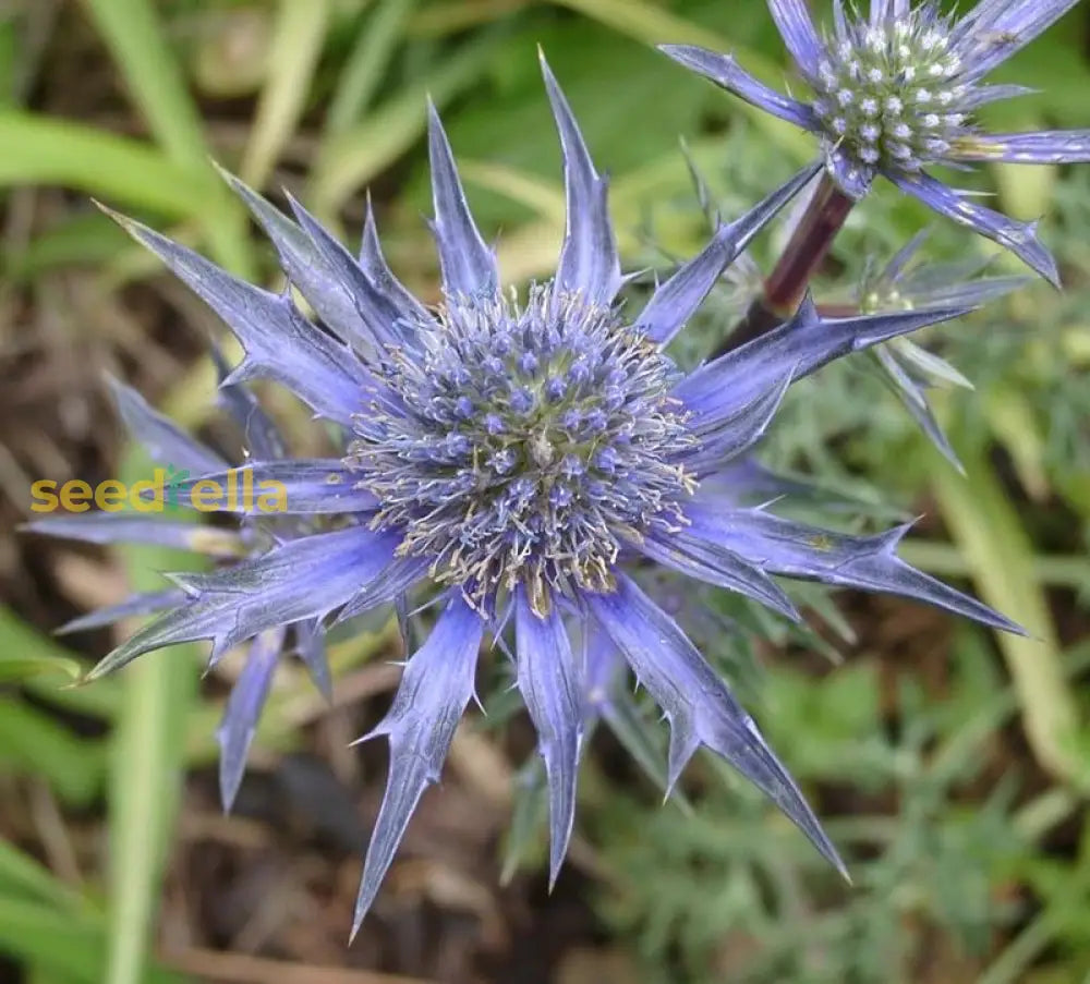 Blue Eryngium Alpinum Plant Planting Seeds Flower