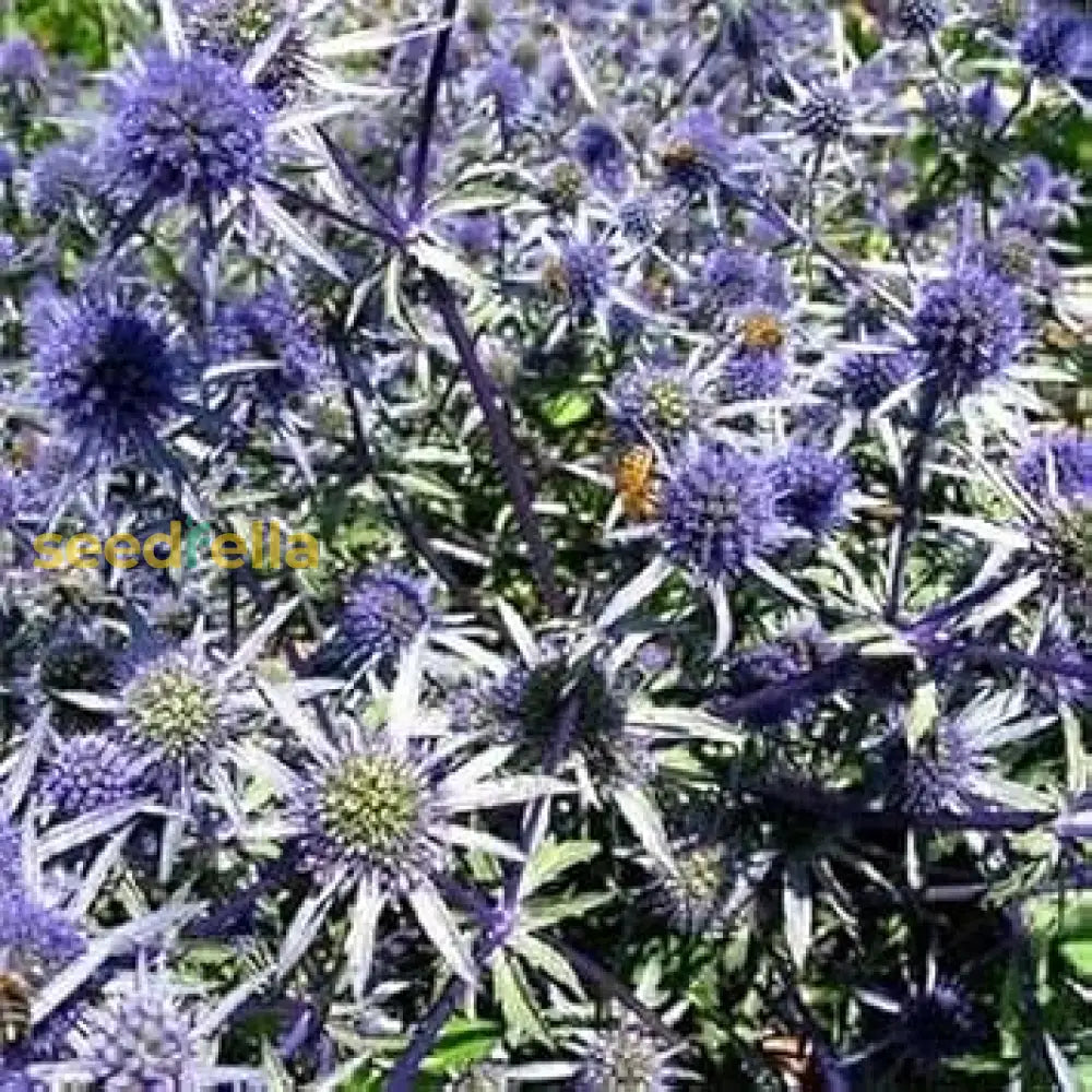 Blue Eryngium Alpinum Plant Planting Seeds Flower