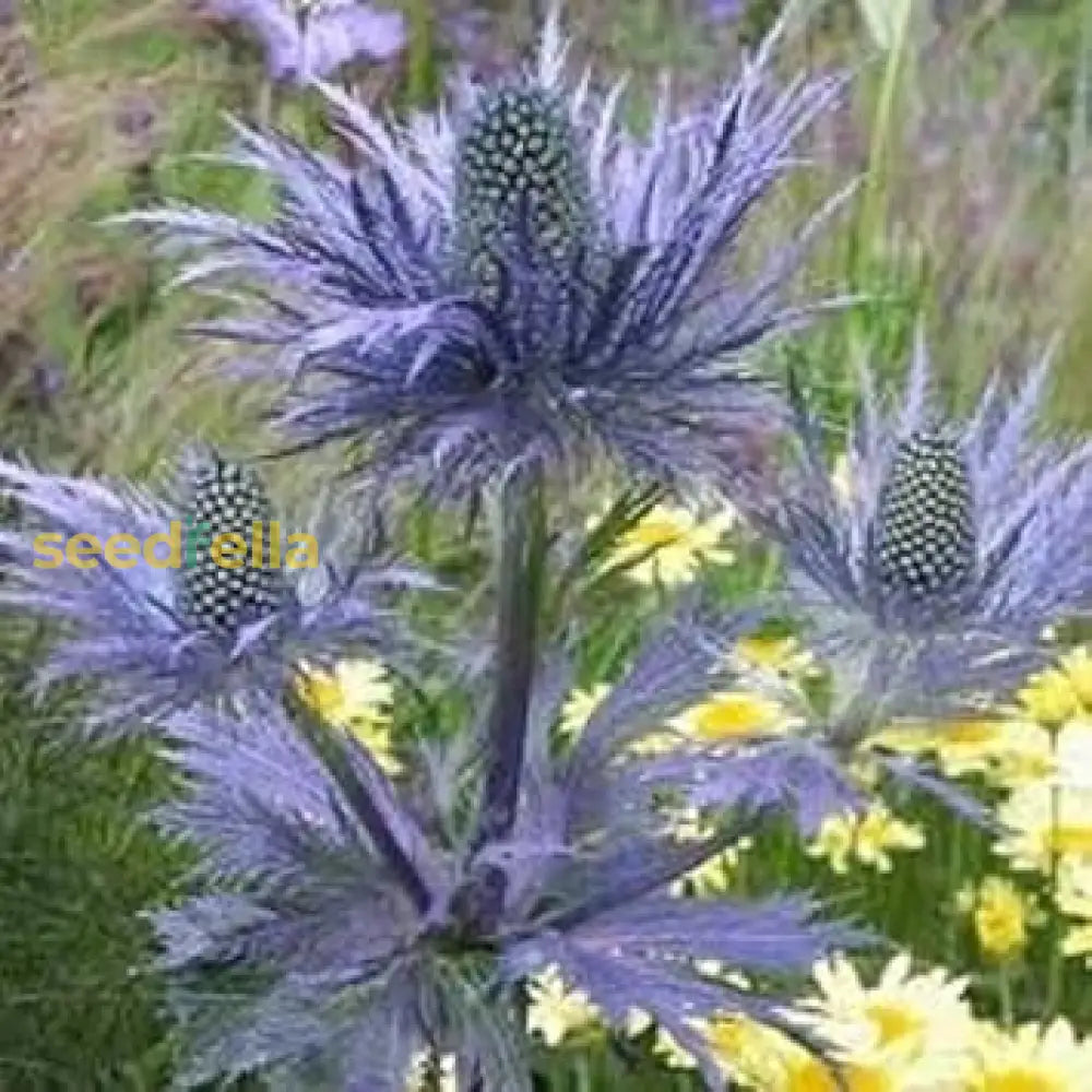 Blue Eryngium Plant Seeds For Easy Planting Flower