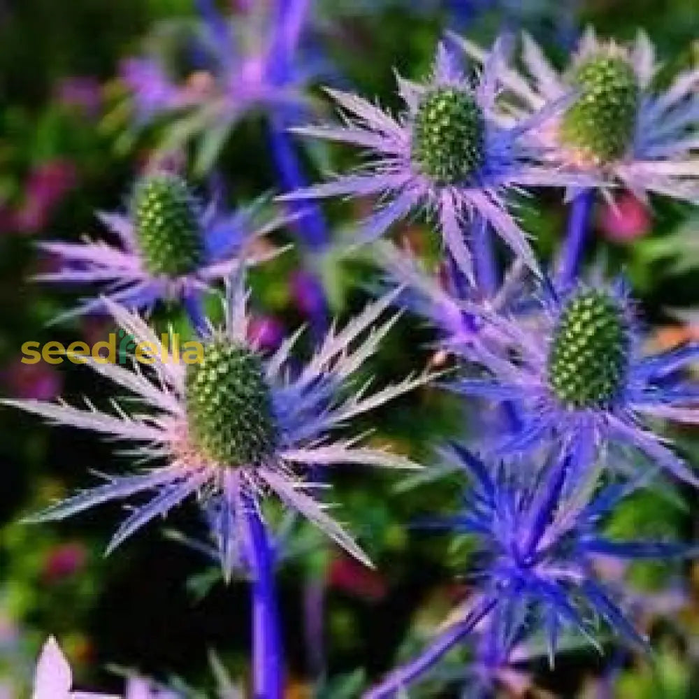 Blue Eryngium Planum Flower Seeds For Planting