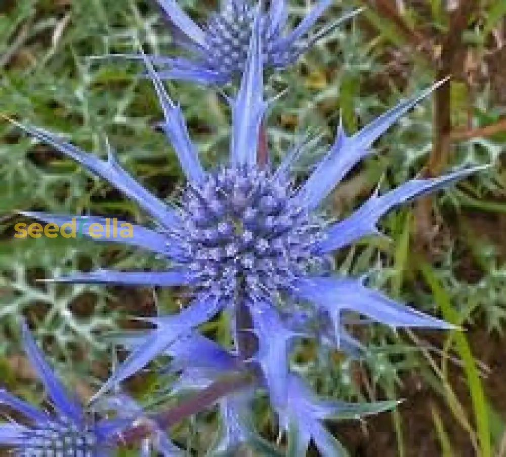 Blue Eryngium Seeds For Planting Flower