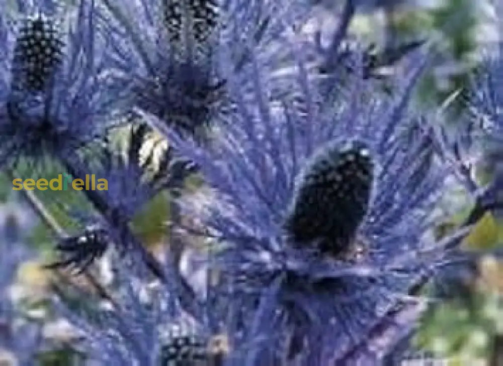 Blue Eryngium Seeds For Planting Flower