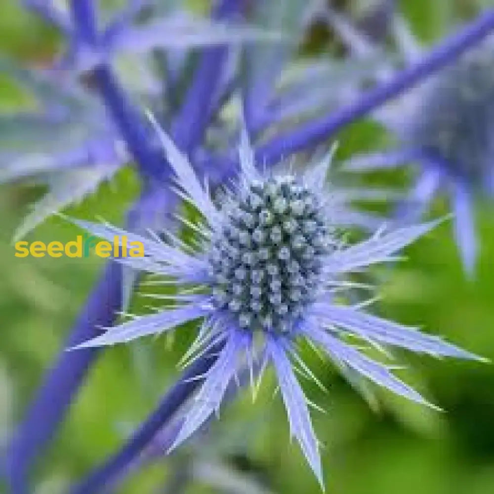 Blue Eryngo Sea Holly Seeds For Planting | Unique Drought-Tolerant Flower