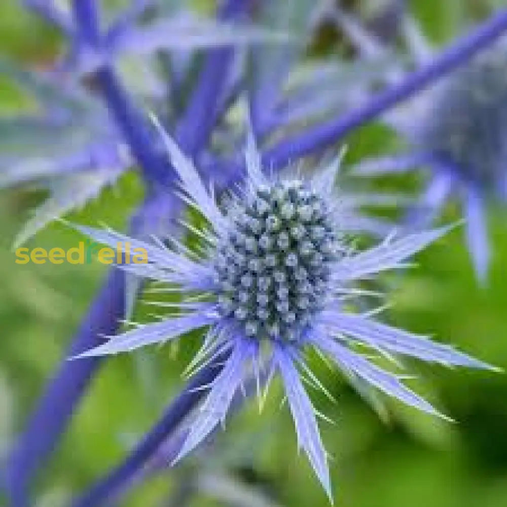 Blue Eryngo Sea Holly Seeds For Planting | Unique Drought-Tolerant Flower