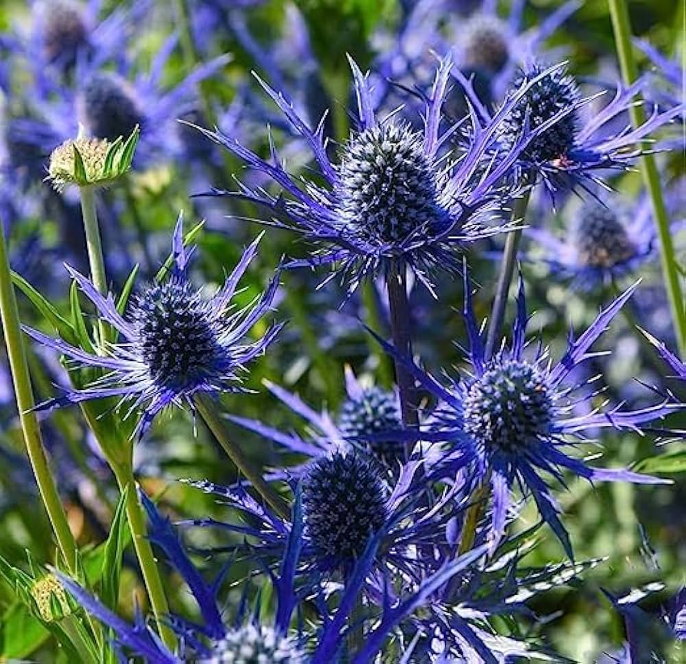 Blue Eryngo Sea Holly seeds for planting