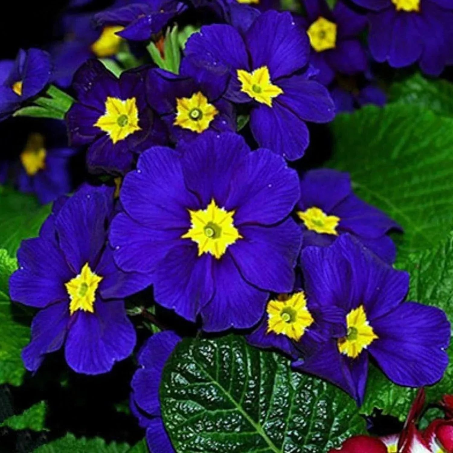 Blue Evening Primrose Flower Seeds for Planting