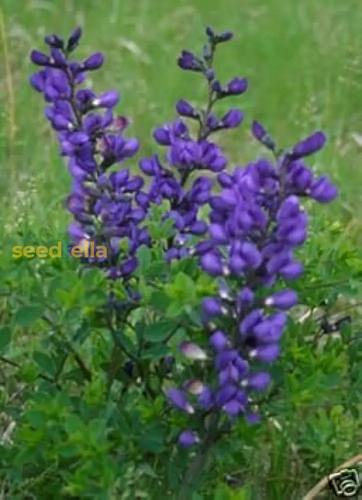 Blue False Indigo Seeds For Easy Planting  Vibrant Flowering Plants Flower