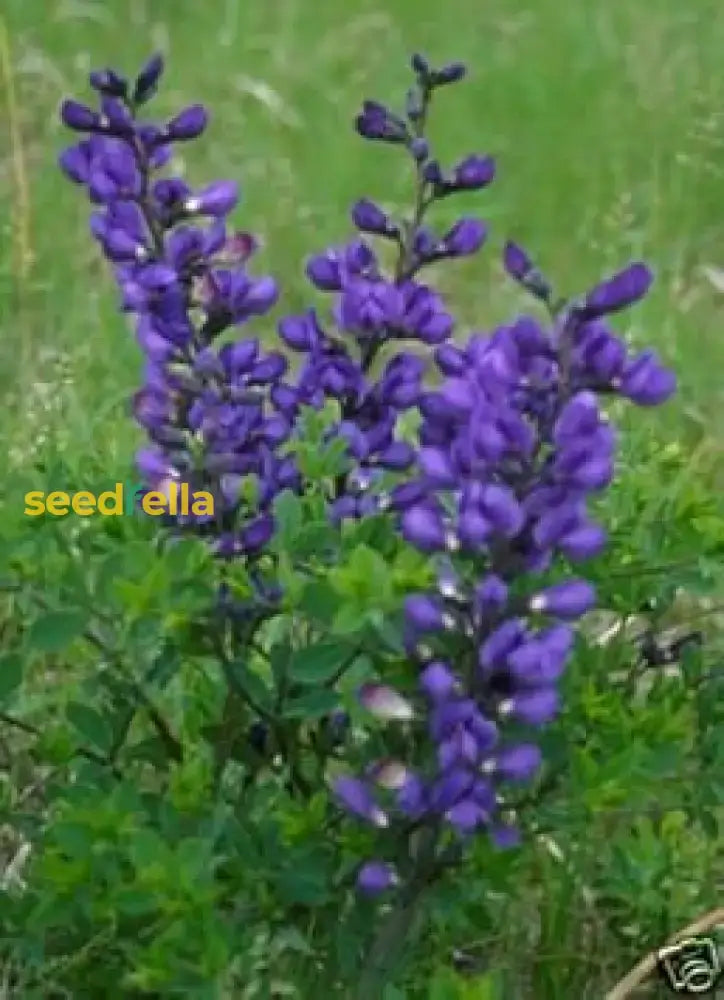 Blue False Indigo Seeds For Easy Planting  Vibrant Flowering Plants Flower