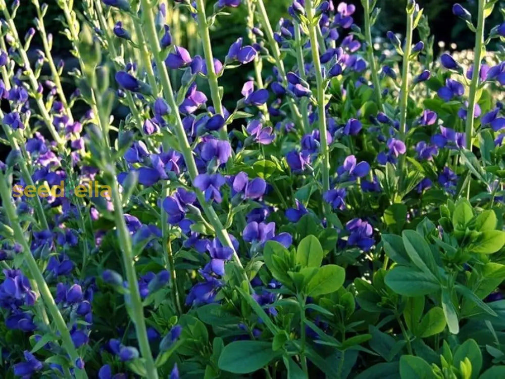 Blue False Indigo Seeds For Easy Planting  Vibrant Flowering Plants Flower