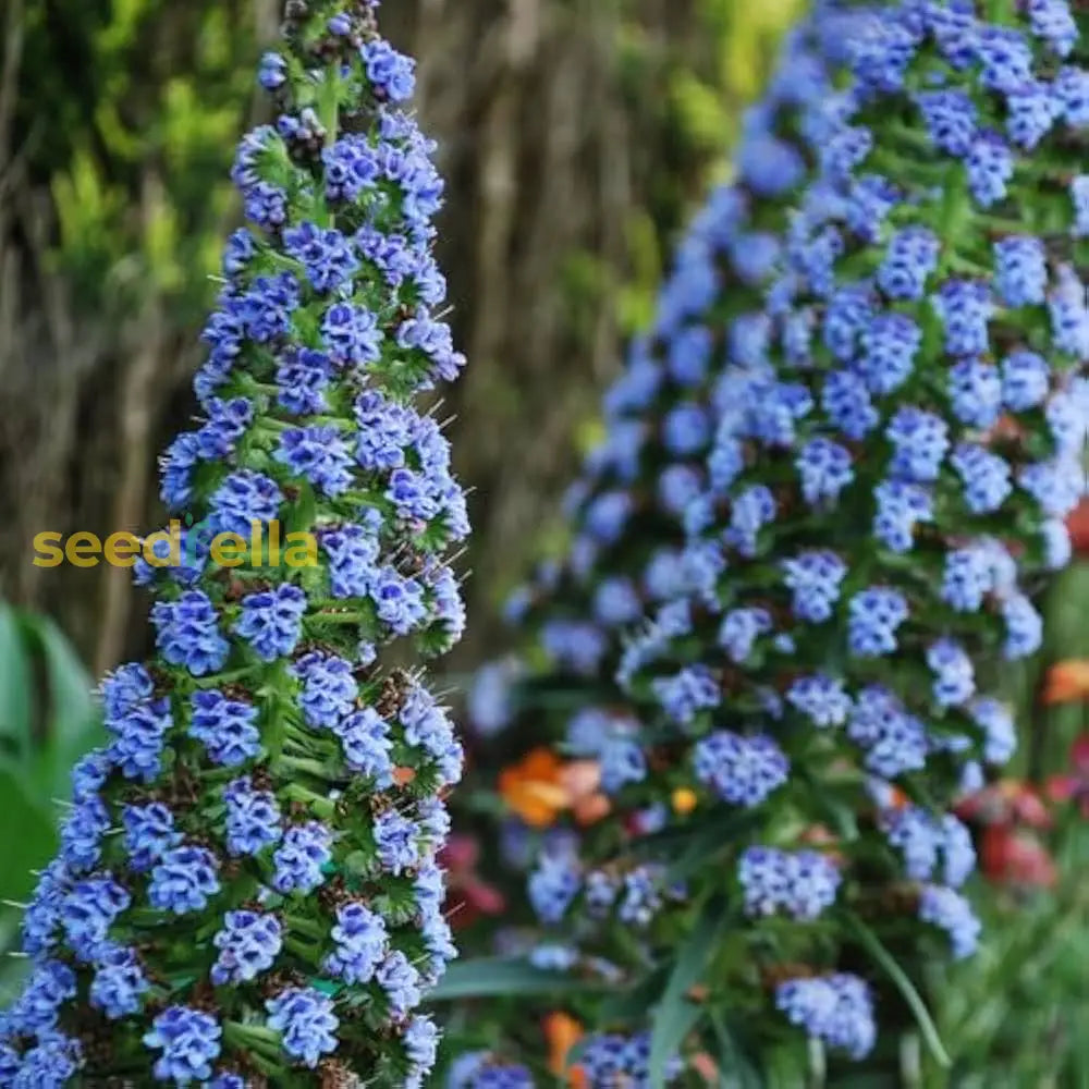 Blue Fastuosum Flower Seeds: Planting Guide & Tips Seeds