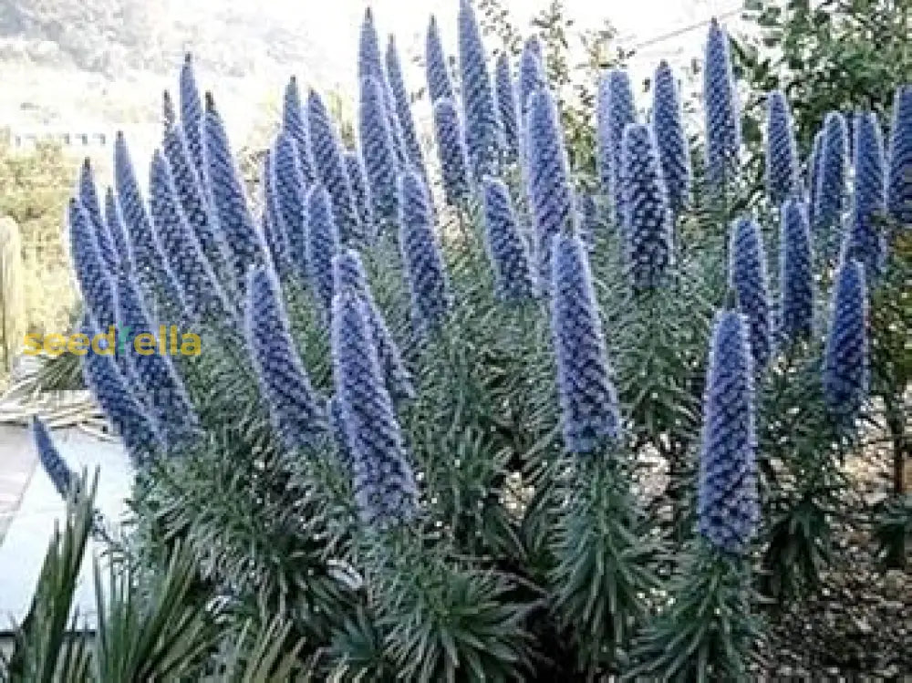 Blue Fastuosum Flower Seeds: Planting Guide & Tips Seeds