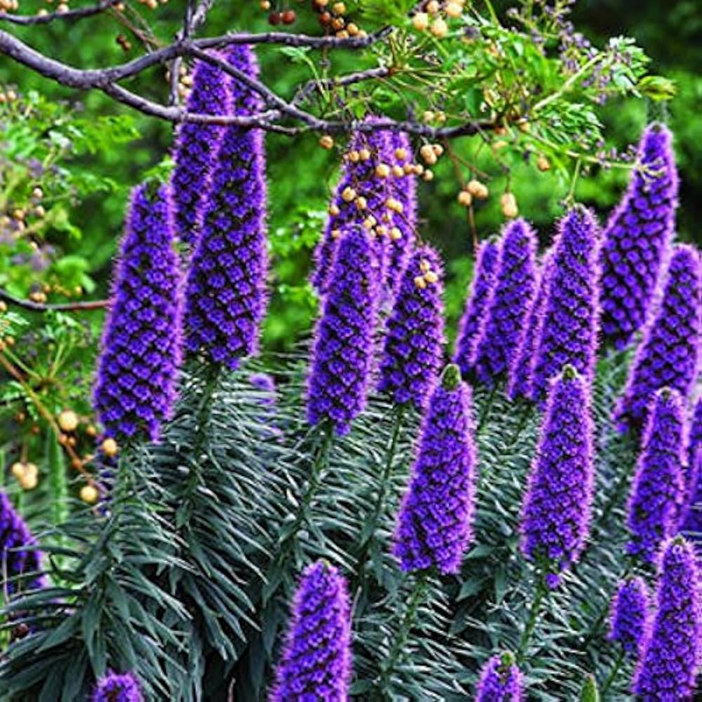 Blue Fastuosum seeds for vibrant garden blooms
