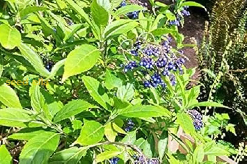 Blue Febrifuga Fruit Seeds - Essential Planting Tips For Success Flower