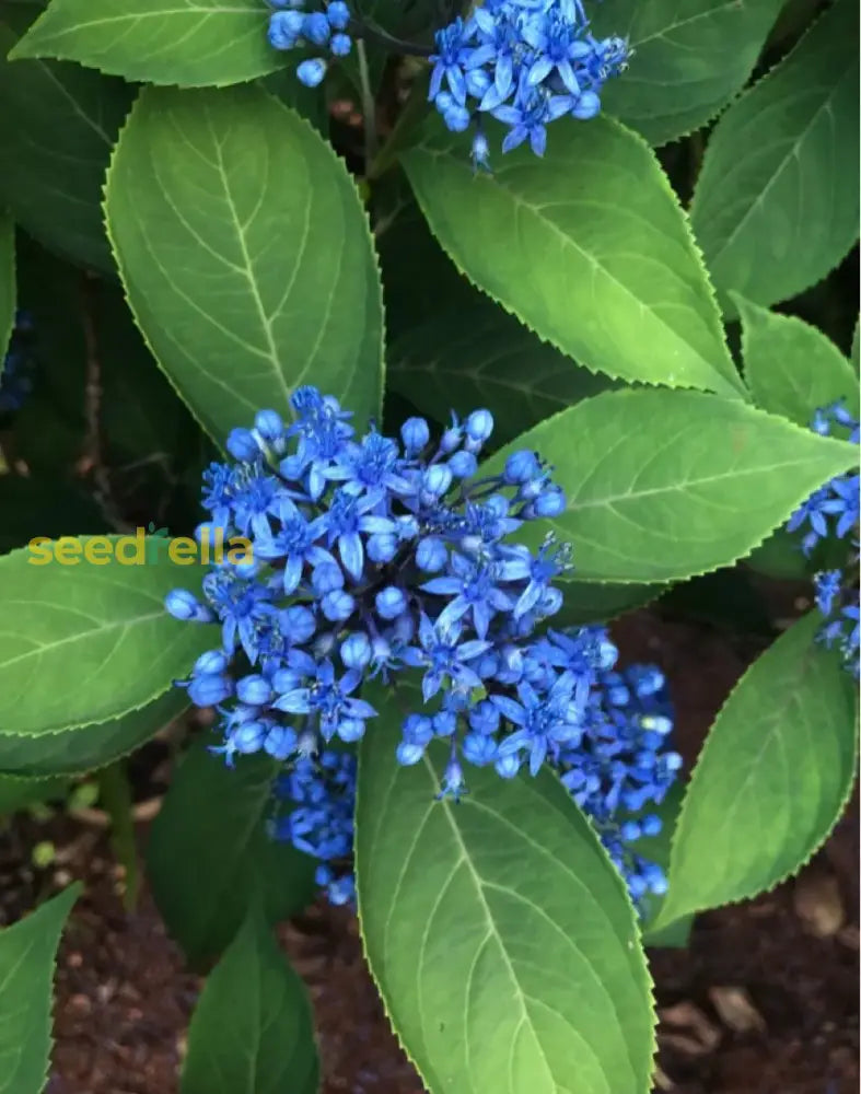 Blue Febrifuga Fruit Seeds - Essential Planting Tips For Success Flower