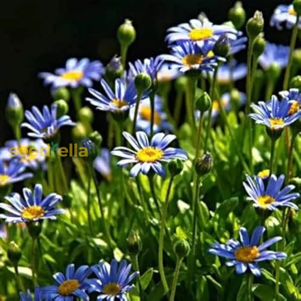 Blue Felicia Amelloides Flower Seeds For Easy Planting