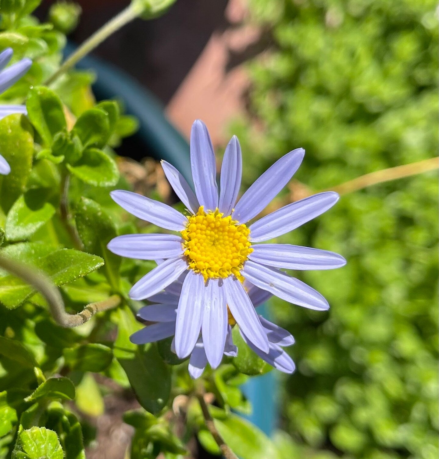 Blue Felicia Amelloides flower seeds for planting
