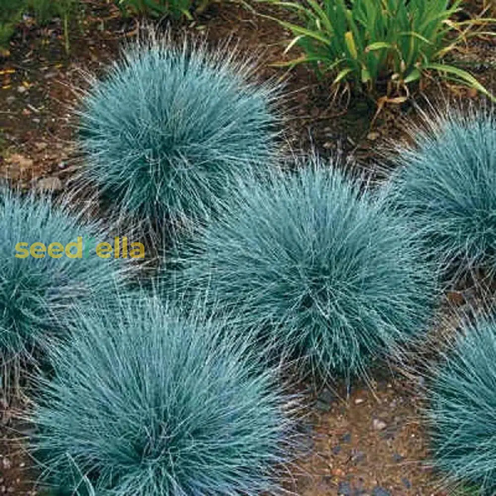 Blue Festuca Plant Seeds For Ornamental Planting