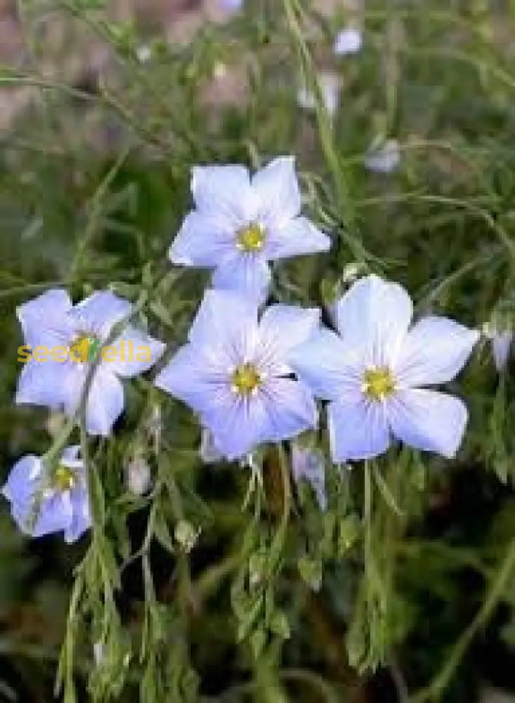 Blue Flax Flower Seeds For Easy Garden Planting  Blooming Beauty