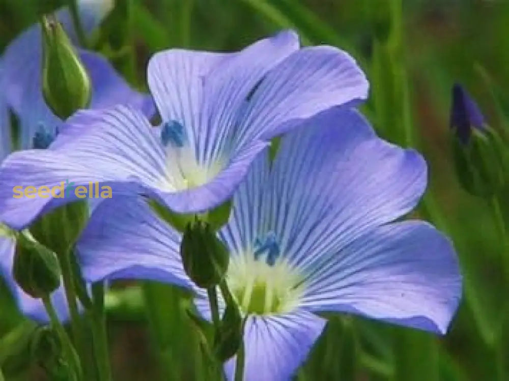 Blue Flax Flower Seeds For Easy Garden Planting  Blooming Beauty