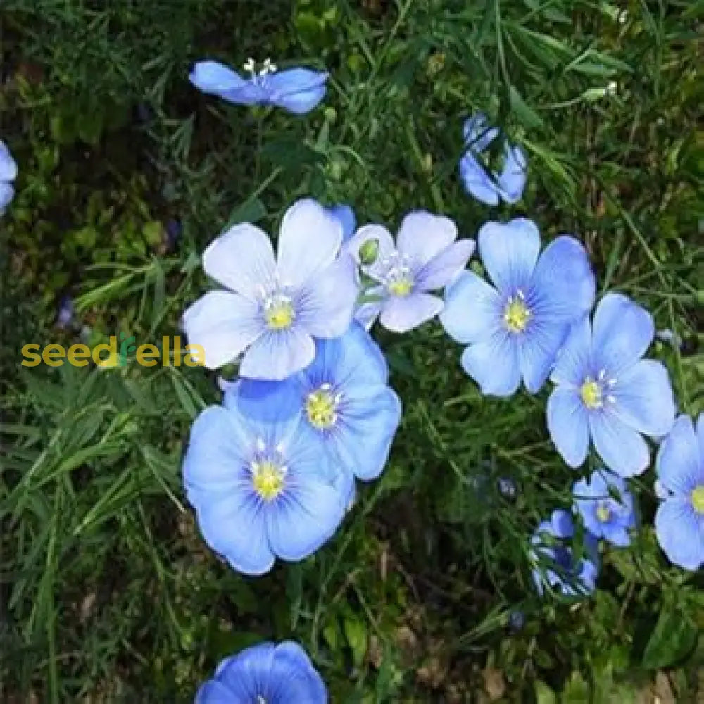 Blue Flax Flower Seeds For Easy Garden Planting  Blooming Beauty