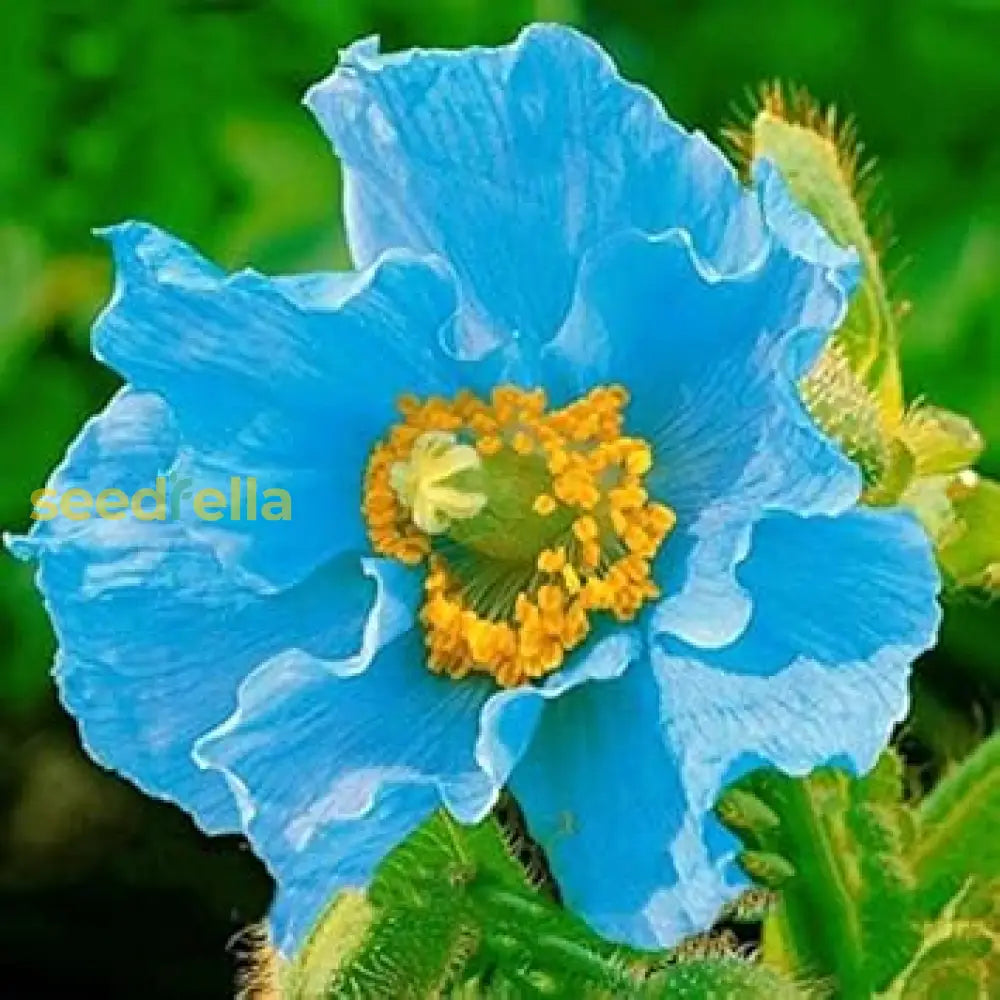 Blue Flower Seeds For Planting | Vibrant Garden Blooms