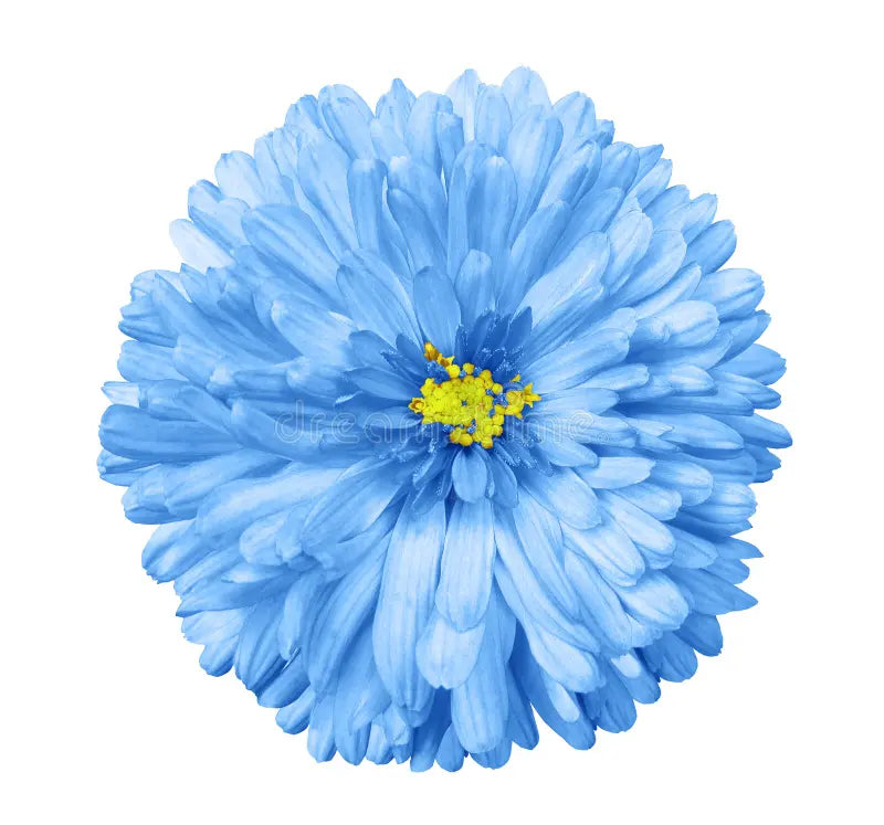 Aster Seeds: Classic Blue And White For Timeless Beauty