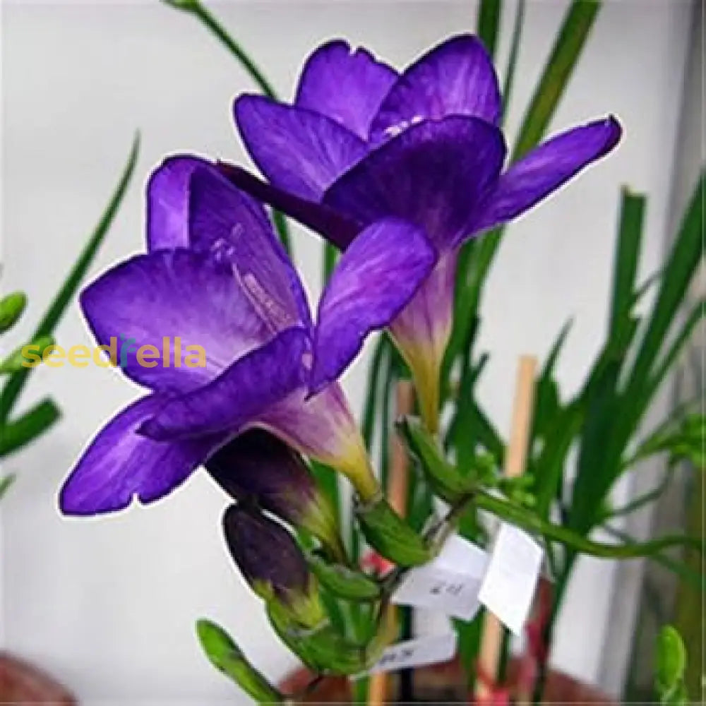 Blue Freesias Seeds - Planting Guide For Vibrant Flowers Flower