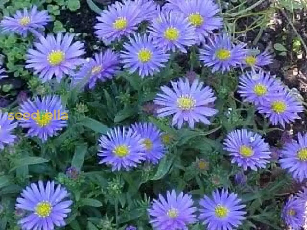 Blue Frikartii Flower Seeds For Planting