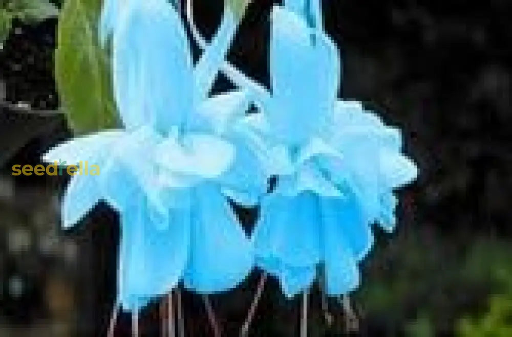 Blue Fuchsia Flower Seeds - Planting Guide For Successful Growth