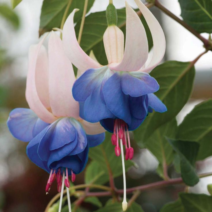 Blue Fuchsia Flower Seeds