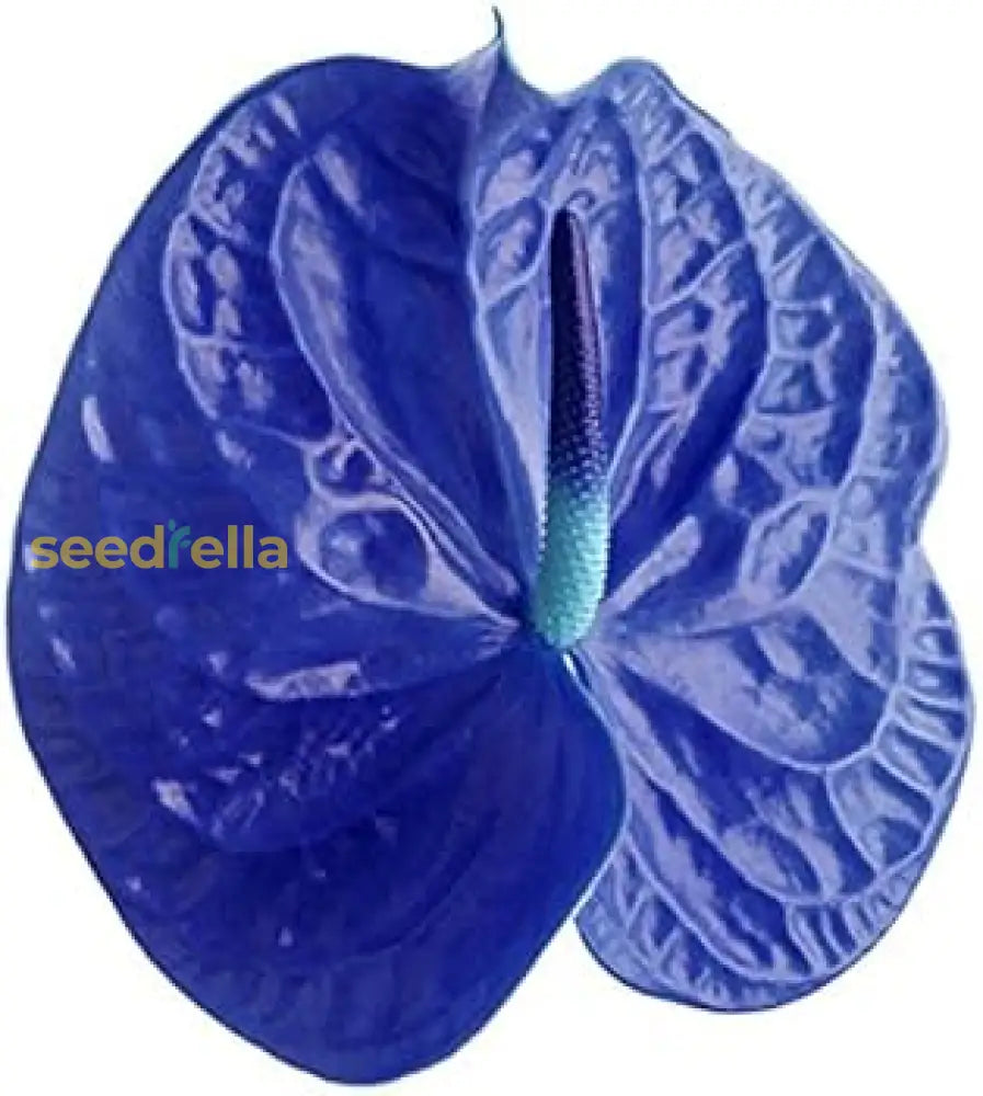 Blue Futaba Anthurium Seeds For Planting | Exotic Plant Guide Flower