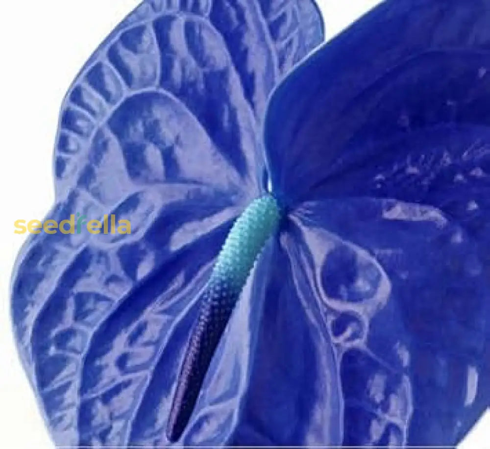 Blue Futaba Anthurium Seeds For Planting | Exotic Plant Guide Flower