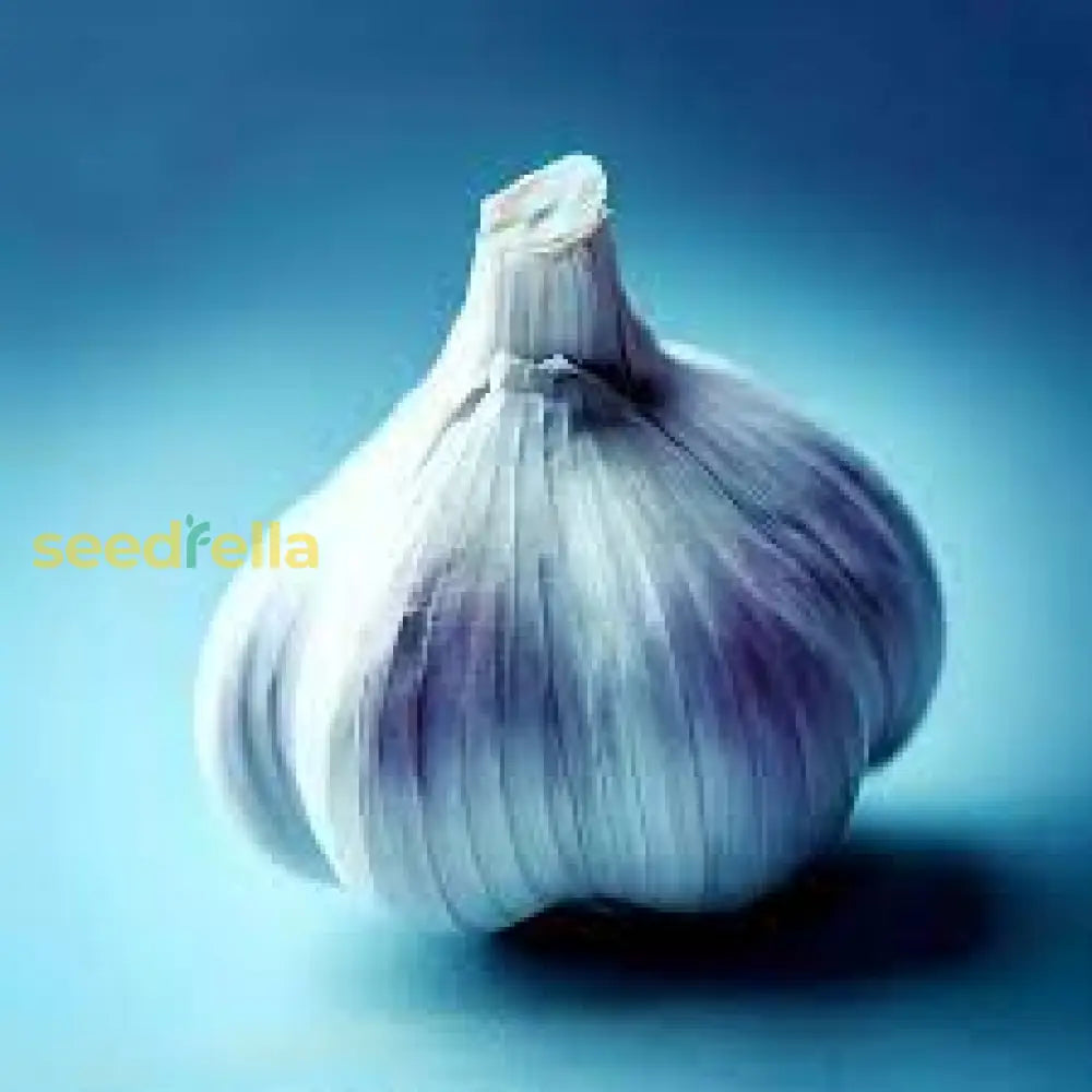 Blue Garlic Seeds For Planting  Premium Vegetable Seeds. Seeds