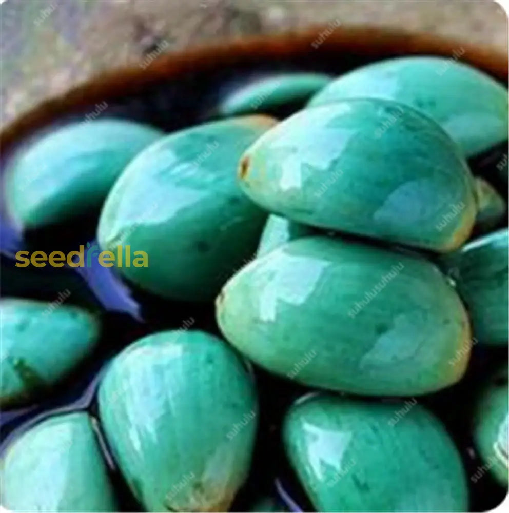 Blue Garlic Seeds For Planting  Premium Vegetable Seeds. Seeds