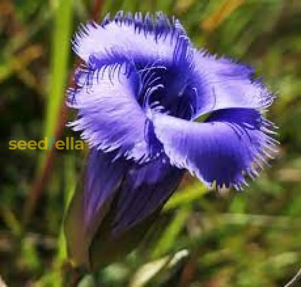 Blue Gentian Fringed Flower Seeds For Planting | Stunning Perennial Blooms