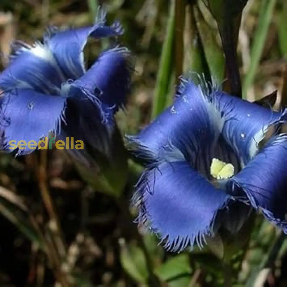 Blue Gentian Fringed Flower Seeds For Planting | Stunning Perennial Blooms