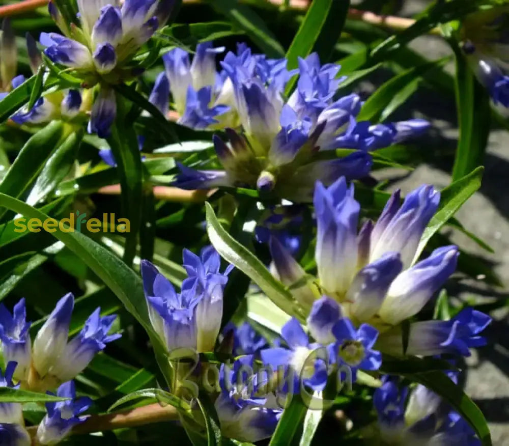 Blue Gentiana Dahurica Flower Seeds  Ideal For Spring Planting